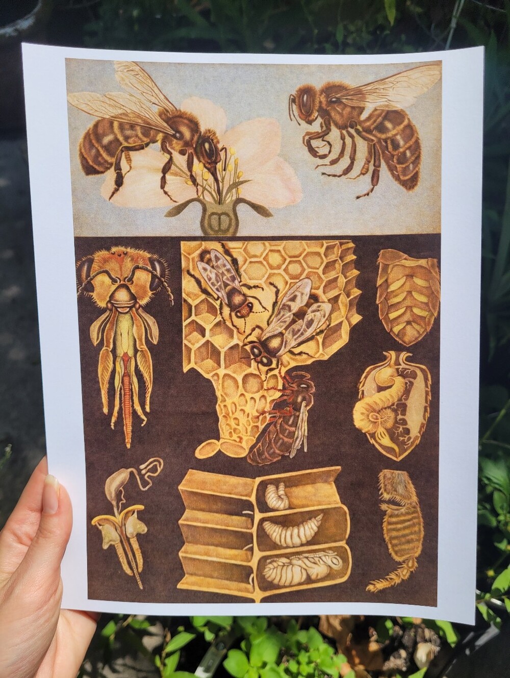 Vintage Bee and Honeycomb Illustration Print